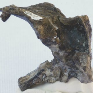 Descubren restos de un reptil volador del Jurásico