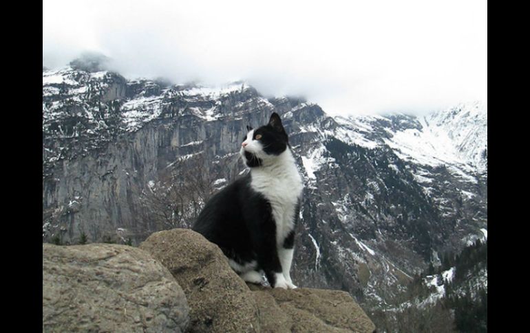 Otros usuarios que habían visitado la zona comenzaron a platicar sus experiencias con el mismo animal. ESPECIAL / Reddit