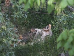 Existe una numerosa población diversa de animales que están en peligro de extinción y se verían afectados debido a la construcción. NTX / ARCHIVO