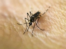 Usar repelente de mosquitos y ventiladores, y evitar ejercitarse al aire libre y frangancias florales puede ser muy útil. AFP / ARCHIVO