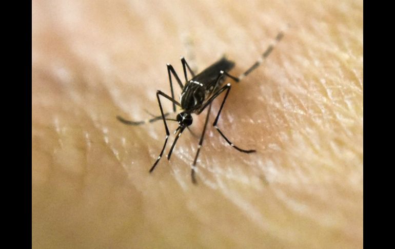 Usar repelente de mosquitos y ventiladores, y evitar ejercitarse al aire libre y frangancias florales puede ser muy útil. AFP / ARCHIVO