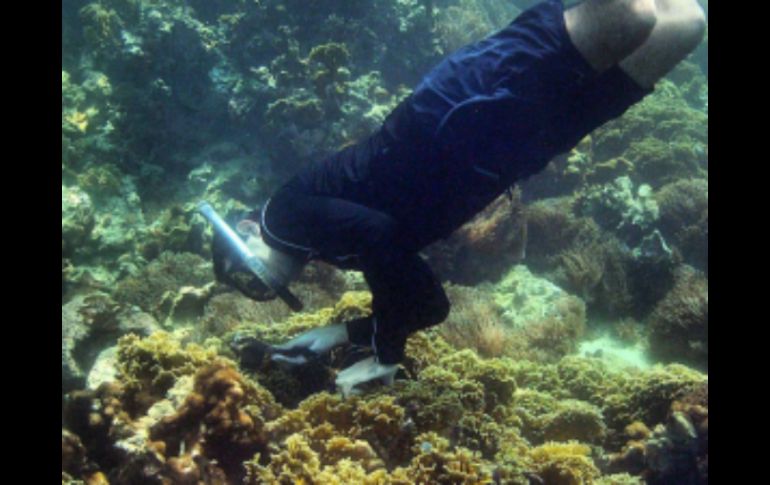 Los crustáceos pueden encontrarse en los océanos, mares, ríos y otros cuerpos de agua. ESPECIAL /  minea.gob.ve