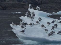 Las aguas del mundo han absorbido el 93 por ciento del calor generado por el cambio climático desde 1970. ESPECIAL / www.iucn.org