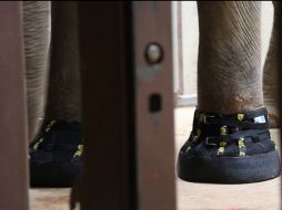 La elefanta Shanthi recibió un par de botas para sus patas delanteras. AP /