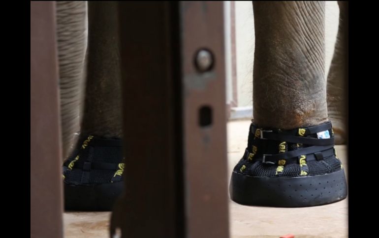 La elefanta Shanthi recibió un par de botas para sus patas delanteras. AP /