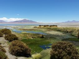 La investigación alerta sobre la necesidad de implementar políticas internacionales urgentes para para conservar las tierras salvajes. AP / ARCHIVO