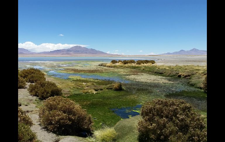 La investigación alerta sobre la necesidad de implementar políticas internacionales urgentes para para conservar las tierras salvajes. AP / ARCHIVO