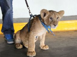 La Profepa buscará un lugar adecuado para el felino, de acuerdo a las necesidades de su especie. TWITTER / @PROFEPA_Mx