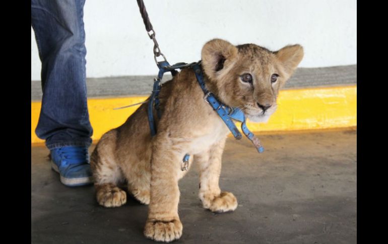 La Profepa buscará un lugar adecuado para el felino, de acuerdo a las necesidades de su especie. TWITTER / @PROFEPA_Mx