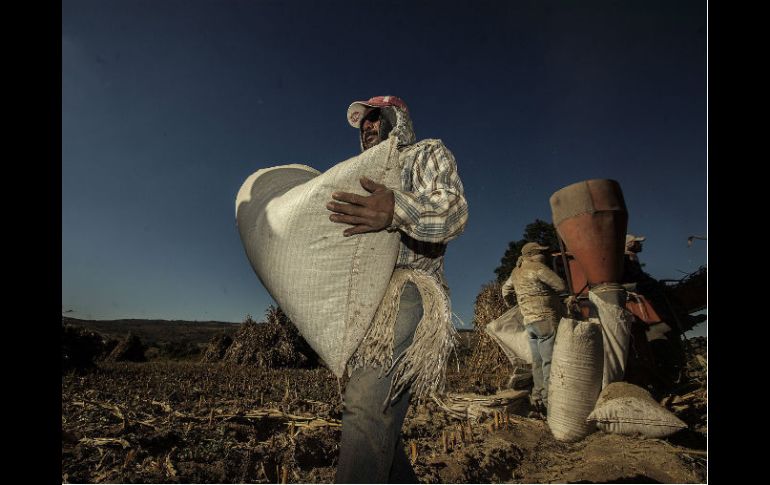 La identificación de la planta laboral es el primer paso para mejorar las condiciones del sector. EL INFORMADOR / ARCHIVO