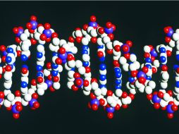 La rapidez con la que iCas actúa, superior al CRISPR-Cas, ofrece mayor control sobre la reescritura del ADN. EL INFORMADOR / ARCHIVO