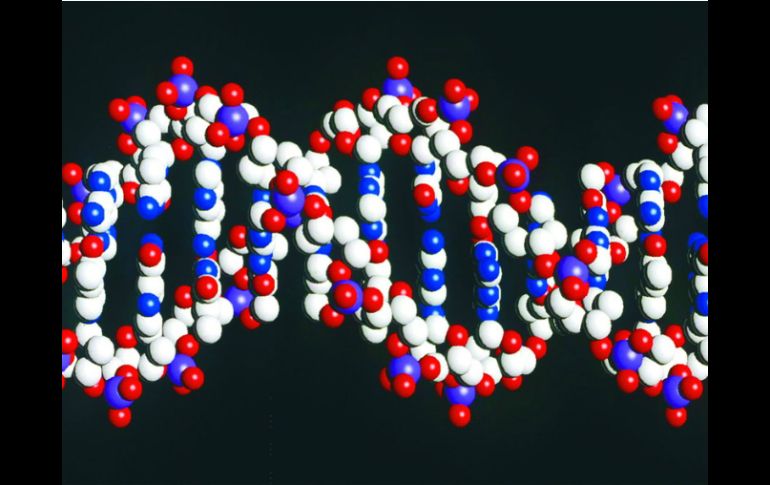 La rapidez con la que iCas actúa, superior al CRISPR-Cas, ofrece mayor control sobre la reescritura del ADN. EL INFORMADOR / ARCHIVO