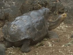 Diego  tiene más de 100 años y comparte con seis hembras un corral del centro de crianza de tortugas terrestres. AFP / R. Buendía