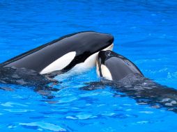 SeaWorld tiene 23 orcas repartidas entre estos tres parques además de otras seis en España. EFE / ARCHIVO