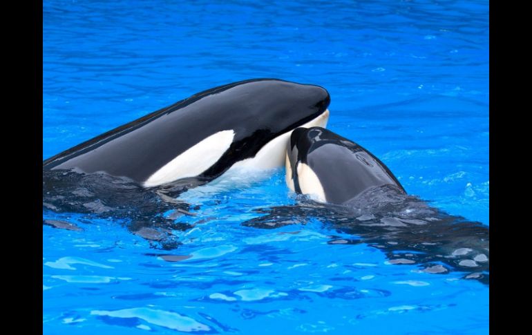 SeaWorld tiene 23 orcas repartidas entre estos tres parques además de otras seis en España. EFE / ARCHIVO