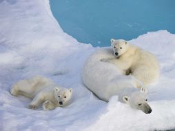 Los osos, cuyo hábitat se ha visto amenazado por el cambio climático, son considerados una especie protegida. EFE / ARCHIVO