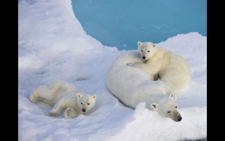 Los osos, cuyo hábitat se ha visto amenazado por el cambio climático, son considerados una especie protegida. EFE / ARCHIVO