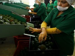 Entre los productos con mayor demanda en los países árabes se encuentra el aguacate. EL INFORMADOR / ARCHIVO