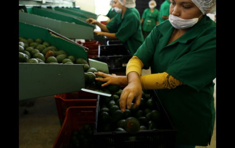 Entre los productos con mayor demanda en los países árabes se encuentra el aguacate. EL INFORMADOR / ARCHIVO