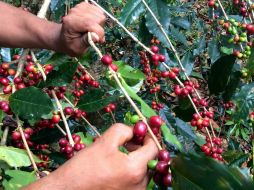 Realizan la acción a fin de rehabilitar 350 hectáreas de cultivos de café, para contribuir con la sostenibilidad de la industria. NTX / ARCHIVO