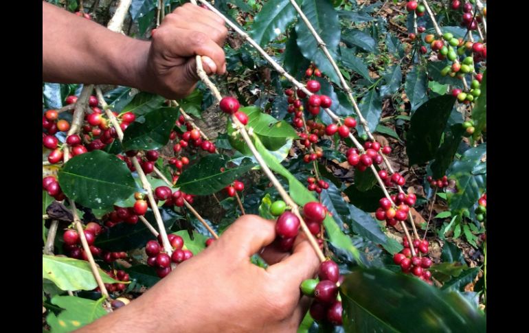 Realizan la acción a fin de rehabilitar 350 hectáreas de cultivos de café, para contribuir con la sostenibilidad de la industria. NTX / ARCHIVO