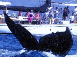 Entre enero y julio de este año, Bahía de Banderas recibió casi un millón de visitantes. EL INFORMADOR / ARCHIVO