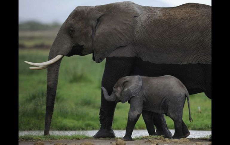 El número total de ejemplares de esta especie en el continente era en 2015 de 415 mil, 111 mil  menos que en 2006. AFP / ARCHIVO