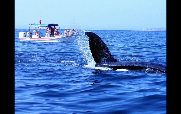 En Jalisco, se delimita además el área de Bahía de Tenacatita, del 1 de diciembre de 2016 al 23 de marzo de 2017. EL INFORMADOR / ARCHIVO