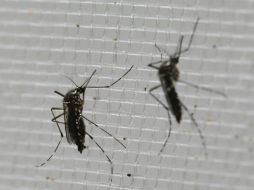 Miami ha sido la zona más afectada por los casos notificados de zika. AP / ARCHIVO