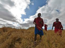 Morans (guerreros) masái buscan rastros de leones entre matorrales en la reserva de Selenkay, en Kenia. AFP / T. Karumba