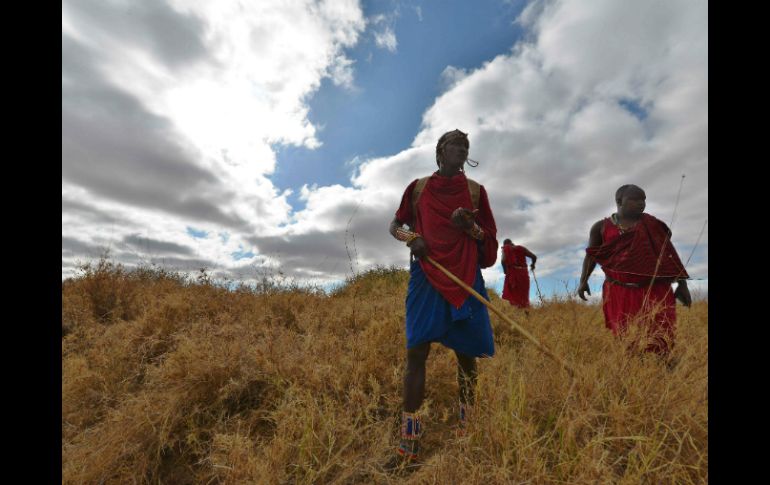 Morans (guerreros) masái buscan rastros de leones entre matorrales en la reserva de Selenkay, en Kenia. AFP / T. Karumba