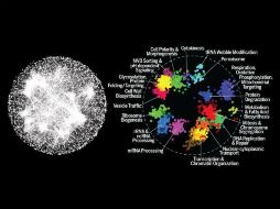 Muestra casi 93 mil secuencias genéticas de más de cuatro mil 500 especies de especies, otorgándoles coordenadas geográficas. TWITTER / @sciencemagazine