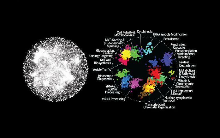 Muestra casi 93 mil secuencias genéticas de más de cuatro mil 500 especies de especies, otorgándoles coordenadas geográficas. TWITTER / @sciencemagazine