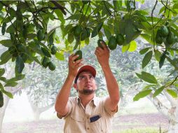 El fitonutriólogo Abel Oceguera es el encargado de una huerta de aguacate en Zapotlán el Grande. EL INFORMADOR / P. Franco