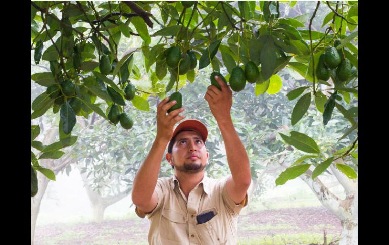 El fitonutriólogo Abel Oceguera es el encargado de una huerta de aguacate en Zapotlán el Grande. EL INFORMADOR / P. Franco