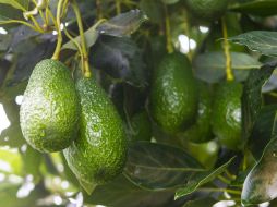 En el predio Tialo de 'Avocado Zapotlán' hay 18 hectáreas de cultivo de aguacate Hass. EL INFORMADOR / P. Franco