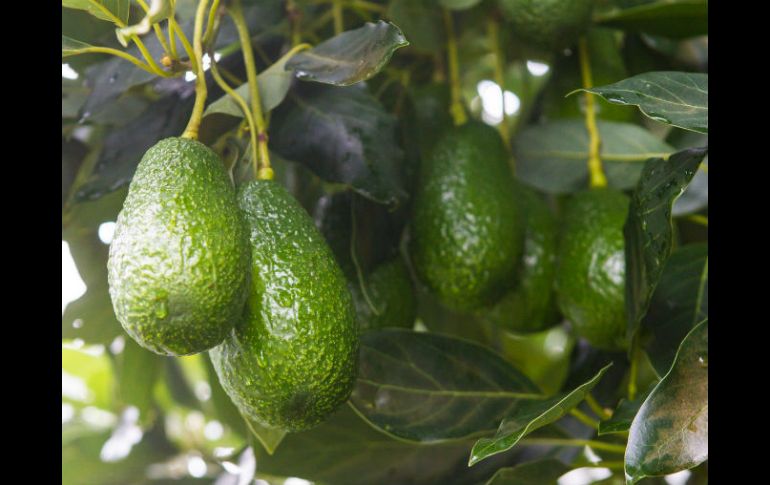 En el predio Tialo de 'Avocado Zapotlán' hay 18 hectáreas de cultivo de aguacate Hass. EL INFORMADOR / P. Franco