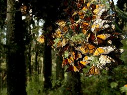 La actividad polinizadora de la Mariposa Monarca coloca a Michoacán en los primeros lugares de flora en el mundo. EL INFORMADOR / ARCHIVO