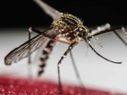 Hasta el 30 de septiembre había tres mil 784 casos confirmados de zika en México. EFE / ARCHIVO