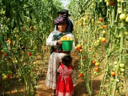 En Jalisco, el trabajo de la mujer aporta seis mil 408 millones de pesos al Producto Interno Bruto (PIB) agropecuario. NTX / ARCHIVO