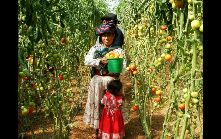 En Jalisco, el trabajo de la mujer aporta seis mil 408 millones de pesos al Producto Interno Bruto (PIB) agropecuario. NTX / ARCHIVO