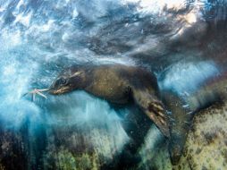 La imagen es captada en los alrededores de la isla Espíritu Santo en el Mar de Cortés, en Baja California Sur. NTX / Especial