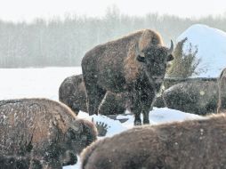 Espacios en blanco. La complementación entre disciplinas científicas determinó el proceso evolutivo del bisonte. AP /