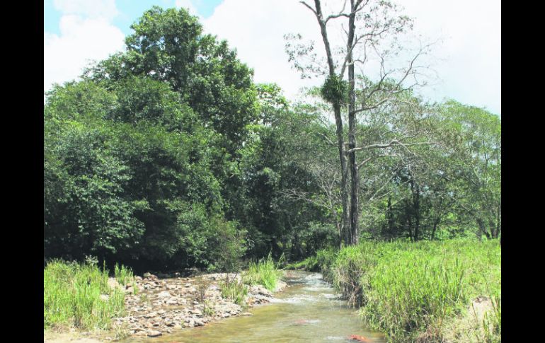 Arroyo los Añiles, hermoso y pacífico. ESPECIAL /