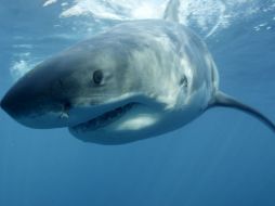 Los ataques de tiburón son comunes en Australia, donde habitan unas 180 especies de escualos. AP / ARCHIVO