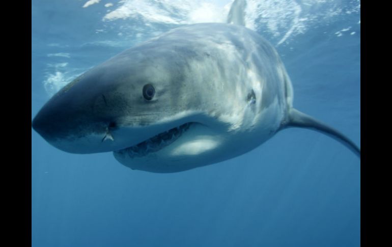 Los ataques de tiburón son comunes en Australia, donde habitan unas 180 especies de escualos. AP / ARCHIVO