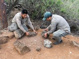 Los guarda parques protegieron los nidos de los depredadores con mallas y piedras. TWITTER / @parquegalapagos