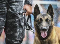 Binomios caninos de la Policía Federal detectaron tres paquetes de heroína ocultos en cajas de dulces. EL INFORMADOR / ARCHIVO