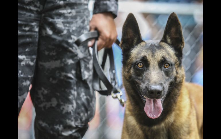 Binomios caninos de la Policía Federal detectaron tres paquetes de heroína ocultos en cajas de dulces. EL INFORMADOR / ARCHIVO