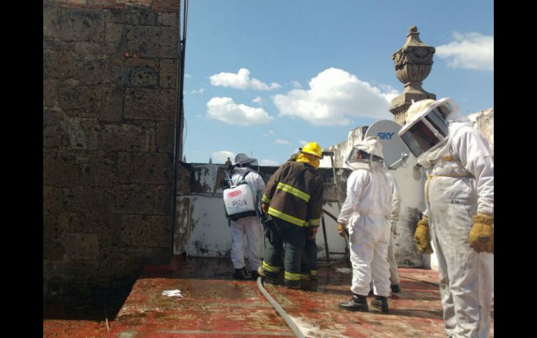 Los Bomberos procedieron al uso de mangueras con agua para el retiro de la colmena. ESPECIAL / Bomberos de Guadalajara